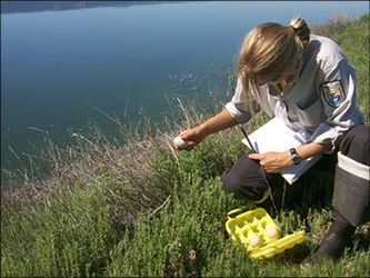 Biologist Andrea Gray collects eggs for contaminant analysis